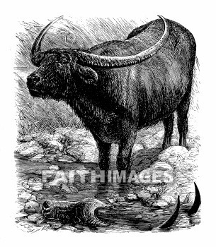 Buffalo, animal, buffalos, buffaloes, animals