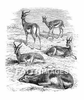 Gazelle, Gazella, Dorcas, Roe, Scripture, animal, gazelles, roes, Scriptures, animals