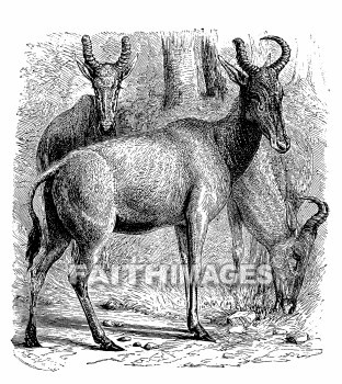 Bubale, Fallow, deer, Scripture, animal, Scriptures, animals