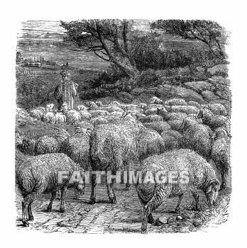 sheep, follow, Shepherd, animal, shepherds, animals