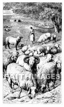 sheep, Shepherd, animal, shepherds, animals