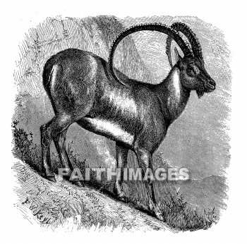 Ibex, Beden, Arabian, wild, Goat, Scripture, animal, goats, Scriptures, animals