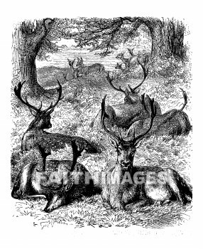 deer, Hind, Fallow, Scripture, animal, Scriptures, animals