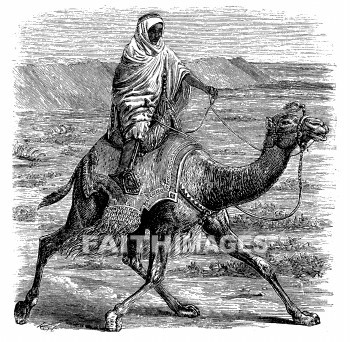 Camel, post, animal, camels, posts, animals