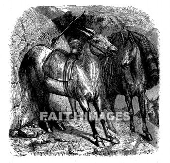 mule, East, animal, Mules, animals