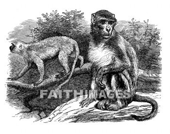 Rhesus, Entellus, animal, animals