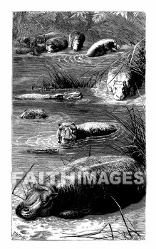 Hippopotamus, Bohemeth, Scripture, animal, hippopotamuses, hippopotami, Scriptures, animals