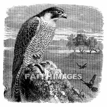 Falcon, Peregrine, Gelde, Scripture, bird, falcons, Scriptures, birds, animal, animals