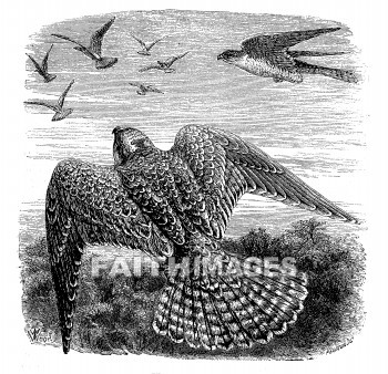 Falcon, Lanner, bird, falcons, birds, animal, animals