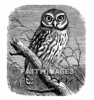 Owl, bird, owls, birds, animal, animals