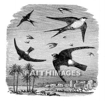 Swallow, Rufous, Galilean, Swift, bird, swallows, swifts, birds, animal, animals