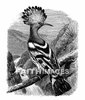 Hoopoe, bird, birds, animal, animals