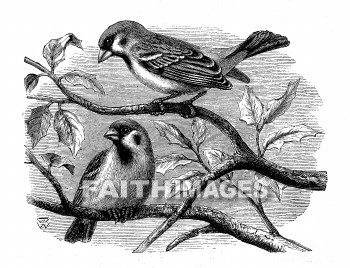 Sparrow, tree, Scripture, bird, sparrows, trees, Scriptures, birds, animal, animals