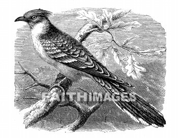 Cuckoo, great, Spotted, bird, cuckoos, birds, animal, animals