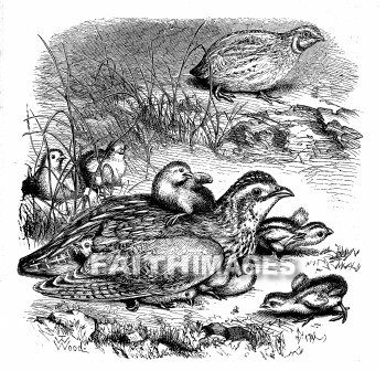 Quail, bird, quails, birds, animal, animals