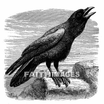 Raven, bird, birds, animal, animals