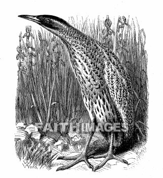 Bittern, bird, birds, animal, animals