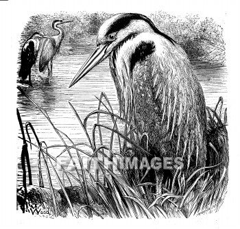 Heron, bird, herons, birds, animal, animals