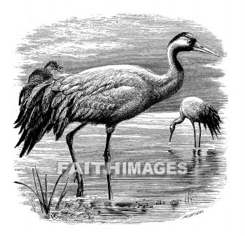 Crane, bird, cranes, birds, animal, animals