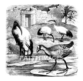 Ibis, Gallinule, Swan, Scripture, birdss, swans, Scriptures, animal, animals