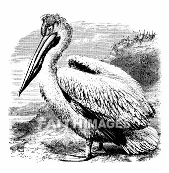 Pelican, bird, pelicans, birds, animal, animals