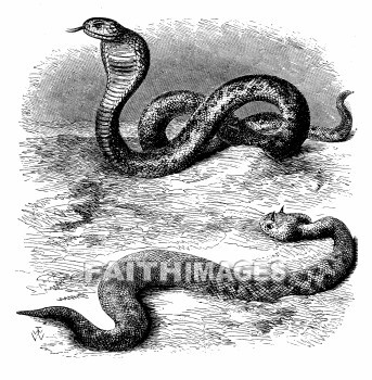 Cobra, Cerastes, Asp, Adder, Scripture, Serpent, Snake, reptile, cobras, adders, Scriptures, serpents, snakes, reptiles, animal, animals