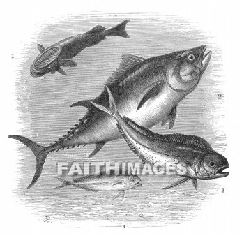 fish, Sucking, Echeneis, Remora, Tunny, Thynnus, Coryphene, Coryphaena, Hippuris, Fishes, animal, animals