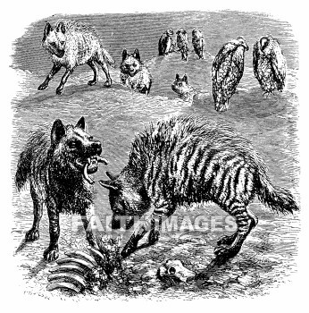 Hyaena, animal, animals