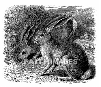 Hare, rabbit, Syrian, animal, hares, animals