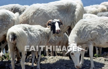 sheep, animal, Flock, animals, flocks