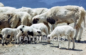sheep, animal, Flock, animals, flocks