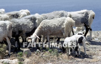 sheep, animal, Flock, animals, flocks