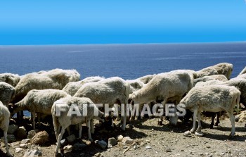 sheep, crete, titus, paul, bishop, candia, island, mediterranean sea, acts 2: 11, acts 27: 7-11, titus 1: 5, fair havens, journey to rome, acts 27: 8-12, sheep, bishops, islands