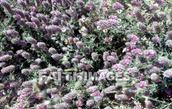 flower, wildflower, Glad, bright, cheerful, cheery, gorgeous, flowers, wildflowers