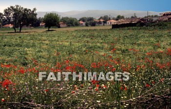 Appolonia, Second, missionary, journey, Macedonia, Via, egnatia, egnatian, road, ignatian, Roman, flower, Greece, plant, flower, seconds, missionaries, journeys, roads, Romans, flowers, plants