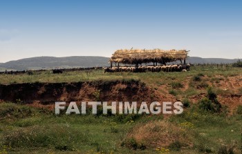 Appolonia, Second, missionary, journey, Macedonia, Via, egnatia, egnatian, road, ignatian, Roman, sheep, Greece, animal, seconds, missionaries, journeys, roads, Romans, animals