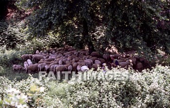 Appolonia, Second, missionary, journey, Macedonia, Via, egnatia, egnatian, road, ignatian, Roman, flower, Greece, animal, seconds, missionaries, journeys, roads, Romans, flowers, animals