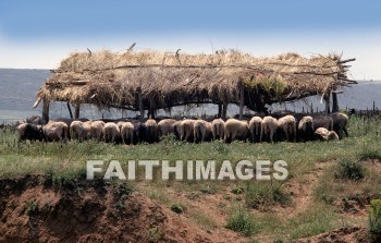 Appolonia, Second, missionary, journey, Macedonia, Via, egnatia, egnatian, road, ignatian, Roman, sheep, Greece, animal, seconds, missionaries, journeys, roads, Romans, animals