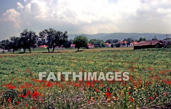 Appolonia, Second, missionary, journey, Macedonia, Via, egnatia, egnatian, road, ignatian, Roman, flower, Greece, plant, flower, seconds, missionaries, journeys, roads, Romans, flowers, plants