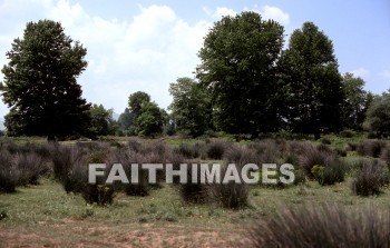 Appolonia, Second, missionary, journey, Macedonia, Via, egnatia, egnatian, road, ignatian, Roman, tree, Greece, seconds, missionaries, journeys, roads, Romans, trees