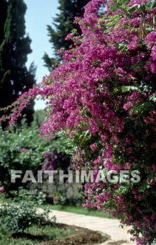 Cenchrea, cenchreae, Corinth, harbor, Phoebe, kenchreae, modern, Kikries, Saronic, gulf, Second, missionary, journey, Greece, plant, flower, harbors, phoebes, moderns, gulfs, seconds, missionaries, journeys, plants, flowers