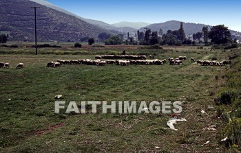 Philippi, paul, sheep, animal, Shepherd, gangites, river, Neapolis, port, lukes, home, europe, Lydia, prison, medical, school, Philippians, Epistle, Second, missionary, journey, Third, Greece, animal, animals, shepherds