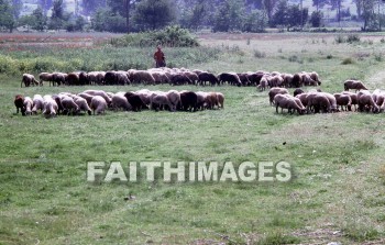 Philippi, paul, sheep, animal, Shepherd, gangites, river, Neapolis, port, lukes, home, europe, Lydia, prison, medical, school, Philippians, Epistle, Second, missionary, journey, Third, Greece, animal, animals, shepherds