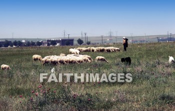 Thessalonica, sheep, animal, thessalonians, thessalonian, Epistle, Via, egnatia, egnatian, way, ignatian, Macedonia, pauls, paul, Second, missionary, journey, Third, journeyfields, pasture, Greece, animal, animals, epistles, ways, seconds