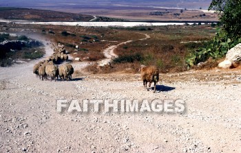 Israel, Aijalon, Ajalon, valley of aijalon, valley of ajalon, Yalo, tell el-quq'a, Aialuna, joshua 10: 12, joshua 19: 42, joshua 21: 24, levitical city, sheep