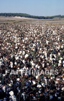 Israel, Aphek, Aphik, Asher, joshua 19: 30, judges 1: 31, plain of acco, archaeology, antiquity, Ruin, remains, artifacts, cotton, agriculture, crop, farm, farmer, farming, ruins, cottons, agricultures, crops, farms, farmers