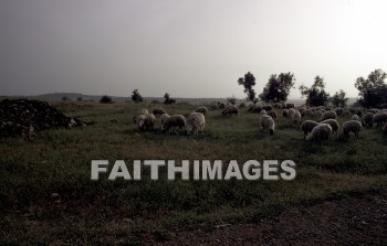 Israel, Arimathea, Rama, Ramla, Rentis, Ramathaim, joseph of arimathea, Shephelah, samuel's home, 1 samuel 1: 1, sheep