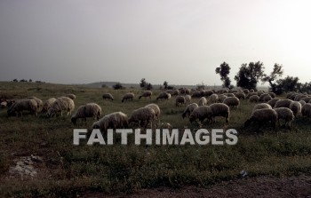 Israel, Arimathea, Rama, Ramla, Rentis, Ramathaim, joseph of arimathea, Shephelah, samuel's home, 1 samuel 1: 1, sheep
