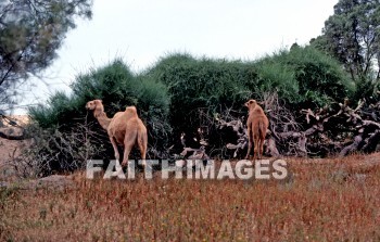 Israel, Camel, animal, camels, animals