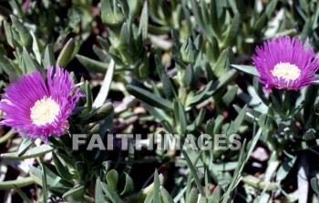 Israel, flower, natural, leaf, colourful, flora, stem, petal, environment, stalk, nature, plant, green, flowers, leaves, stems, petals, environments, stalks, natures, plants, greens